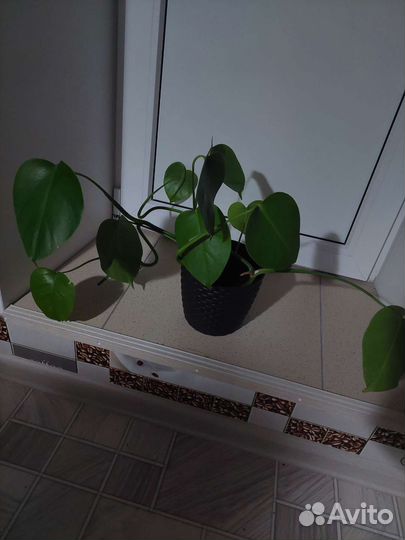 Сциндапсус с большими листьями