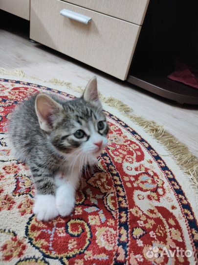 Отдадим в добрые руки котёнка