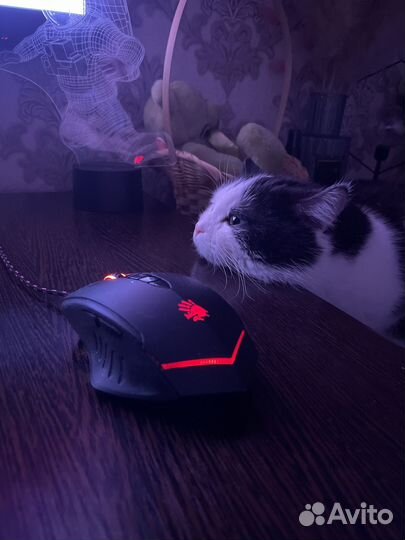 Очень ласковый кот в добрые руки, к лотку приучен