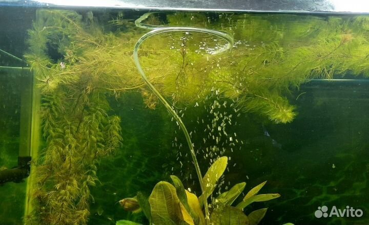 Перистолистник Рорайма