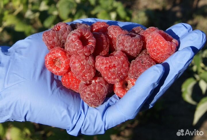 Ремонтантная малина Зюгана и другие сорта