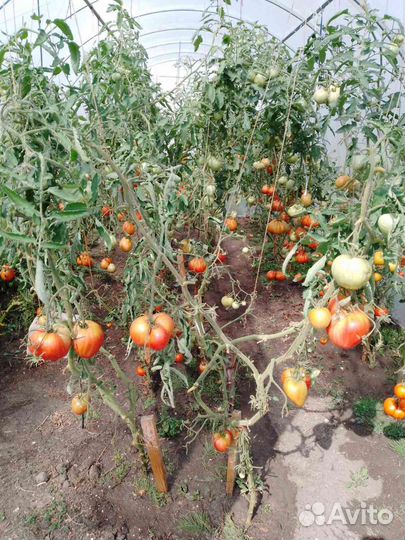 Помидоры свежие домашние