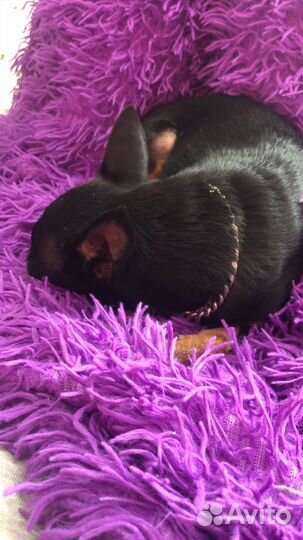 Продам мини тойтерьера