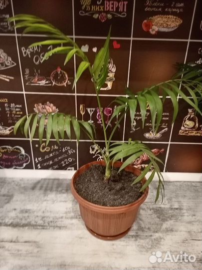 Пальма хамедорея