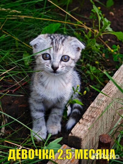 Котята вислоухие и страйт, бесплатно