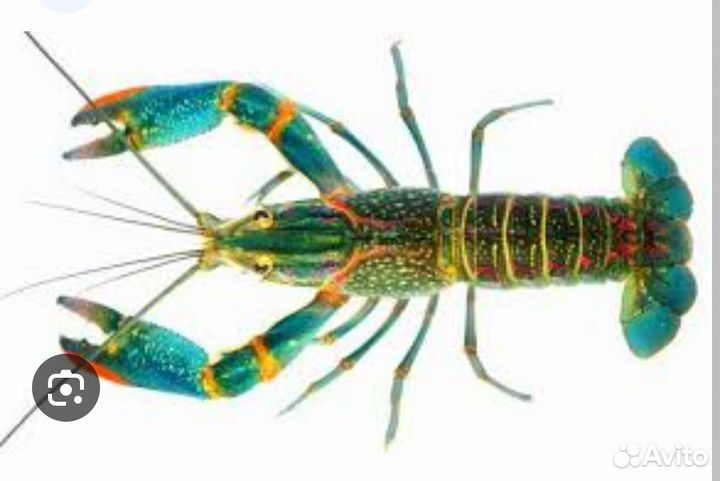 Австралийский красноклешневый рак