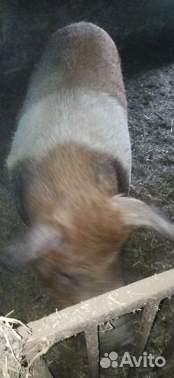 Хряк на племя