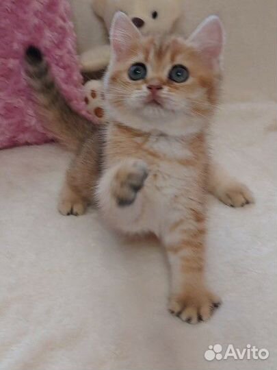 Золотая шиншилла девочка