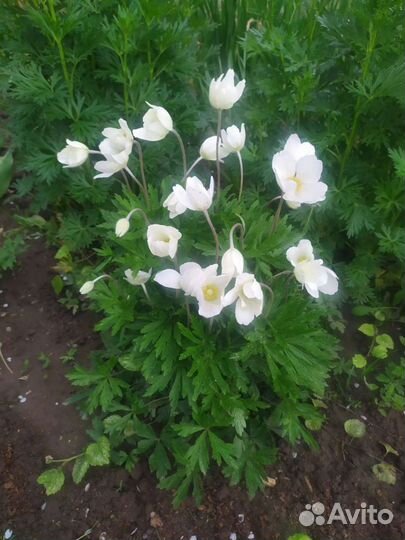 Садовые растения