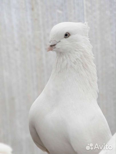 Андижанские голуби