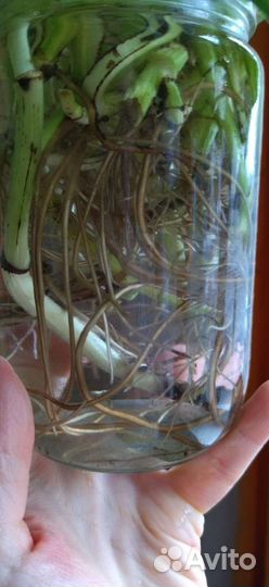 Черенки сциндапсус вериегатный