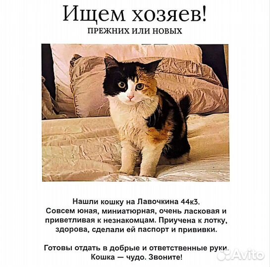 Котенок в добрые руки