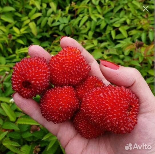 Ежеклубника саженцы