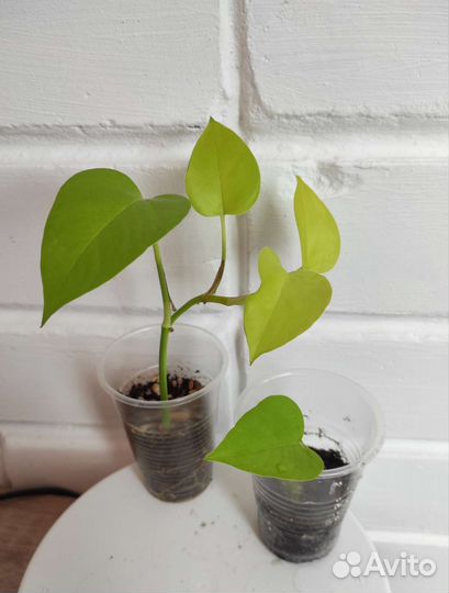 Сциндапсус эпипремнум неон