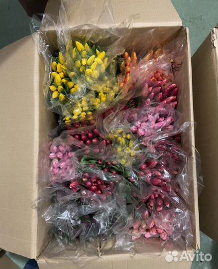 Тюльпаны микс