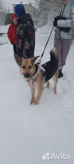 Отдам собачку