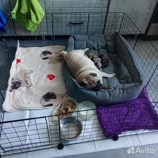 Продам щенка Мопса