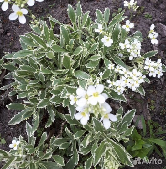 Копытель Ясколка