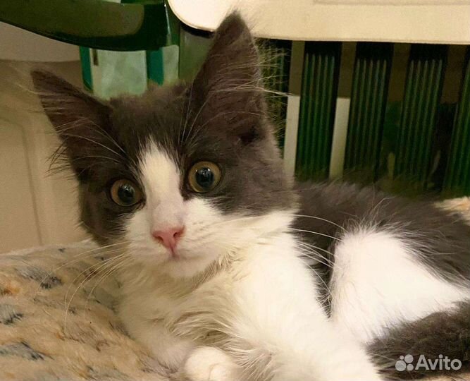 Молодая кошечка-антистресс ищет дом