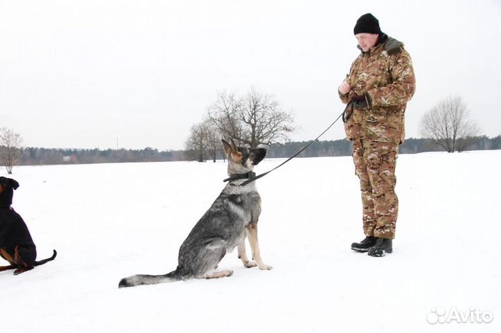 Дрессировка собак Москва и М.0