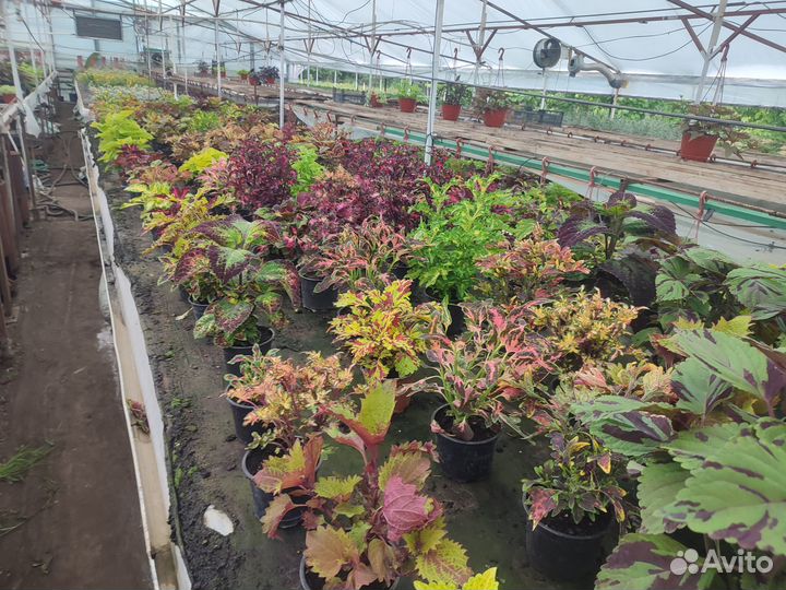 Рассада вегетативного колеуса оптом, ипомеи батат