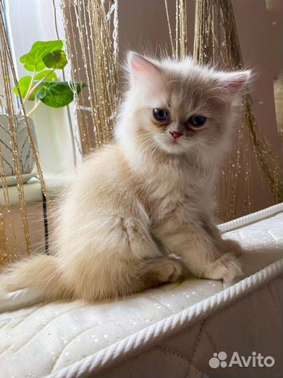 Персидский котенок (классический тип)