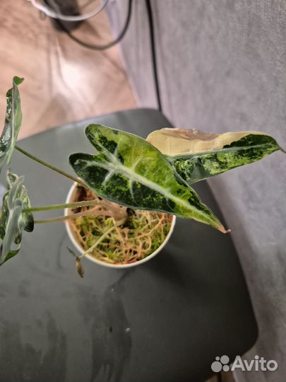 Алоказия бамбино вариегатная аурея