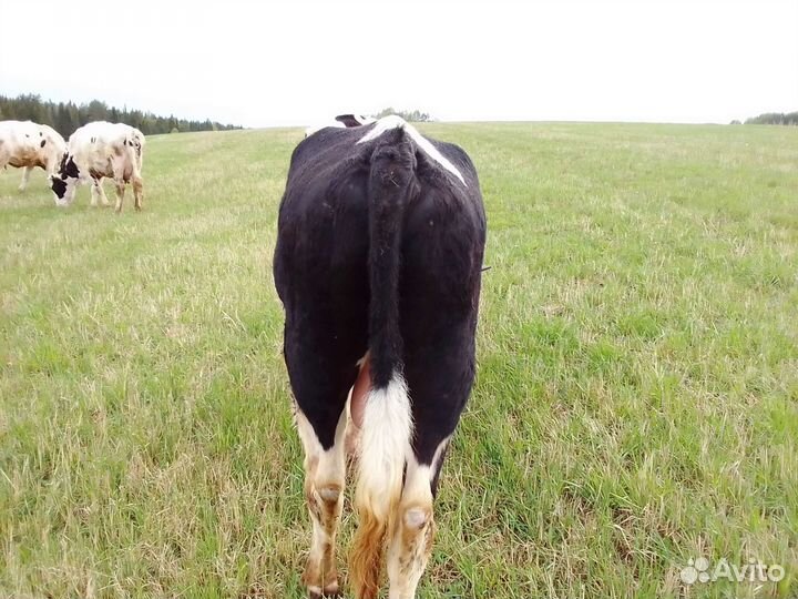 Быки живым весом.можно на племя