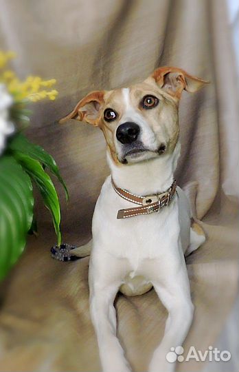 Отдается Парсон Рассел