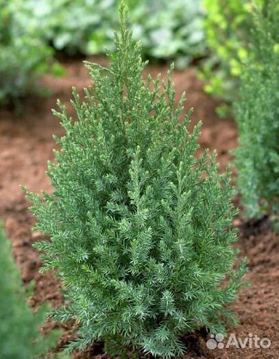 Можжевельник