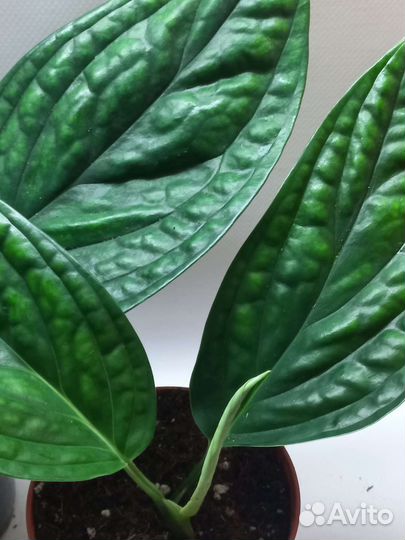 Эпипремнум карстениум Марбл Планет Монстера Перу