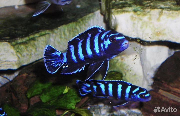 Псевдотрофеус Демасони