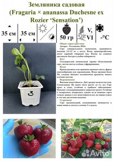 Саженцы Земляники садовой (Клубники)