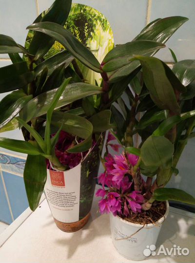 Коллекционные орхидеи