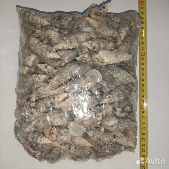 Ракушка в ассортименте