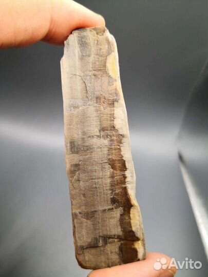 Окаменелые деревья, 4 шт