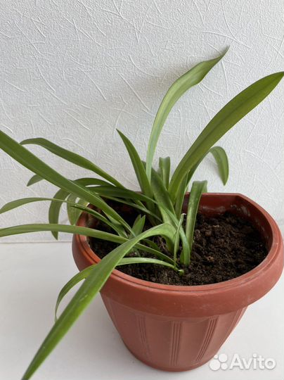 Гиппеаструм