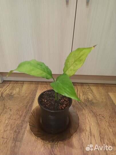 Спатифиллум