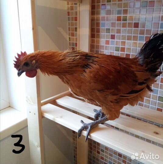 Петушки Лакендази