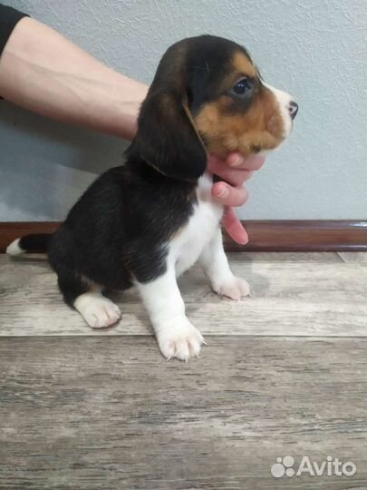 Щенки бигль