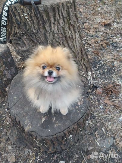 Померанский шпиц медвежьего типа