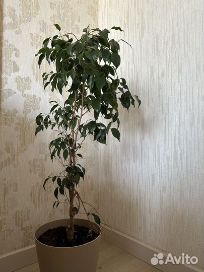 Фикус бенджамина большой