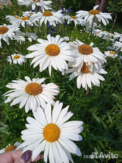 Цветы садовые