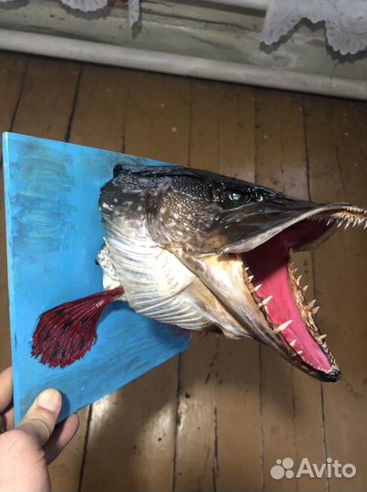 Чучело рыбы