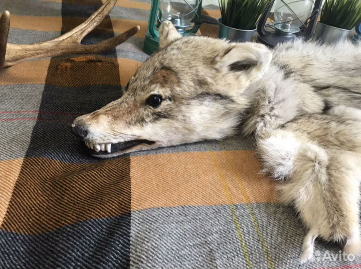 Продам шкуру волка
