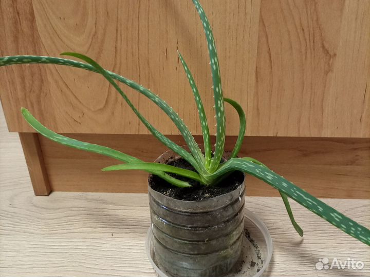 Алоэ лечебный