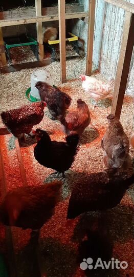 Инкубационное яйцо