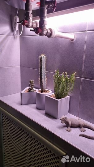 Интерьерная композиция в бетонных кашпо