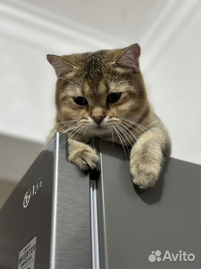 Кот на вязку