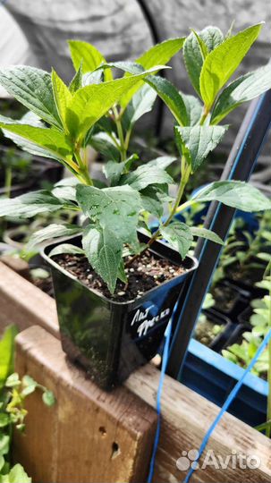 Гортензия Литл фреско